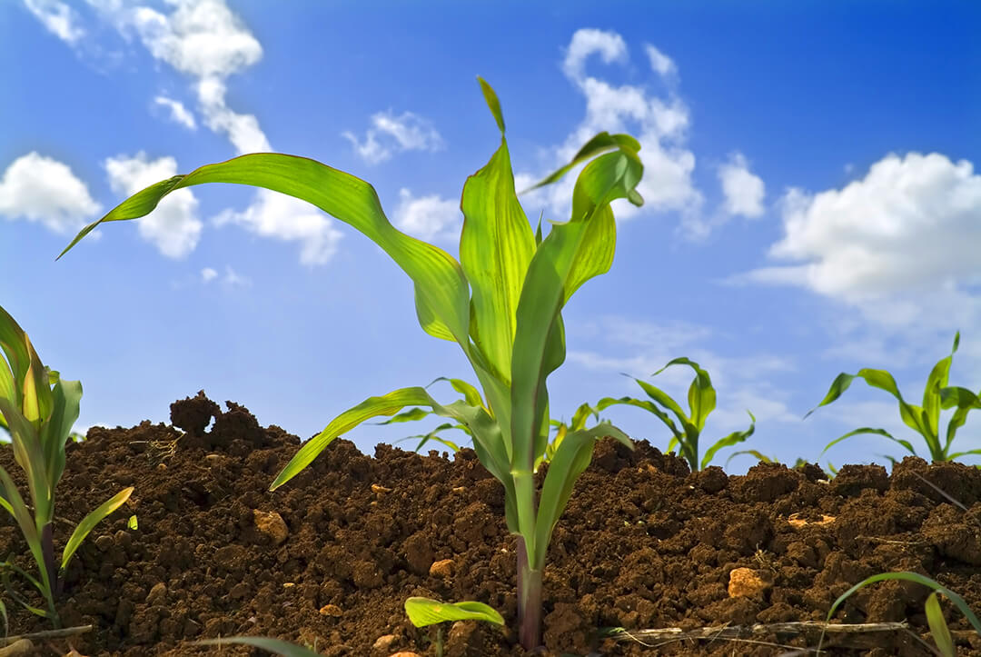 Herbicide Hacker 300-ის რეგისტრაციის გაფართოება