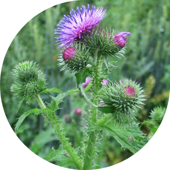 Thistle, hooked, Termera (drooping)