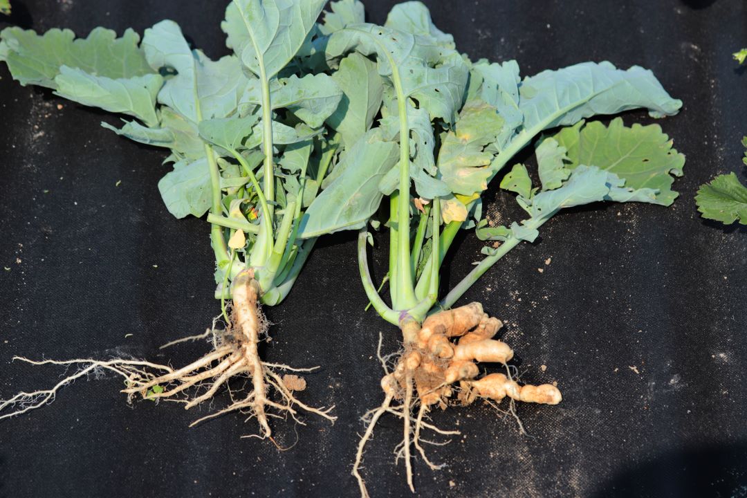 Kila rapeseed