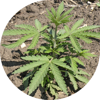 სარეველა კანაფი