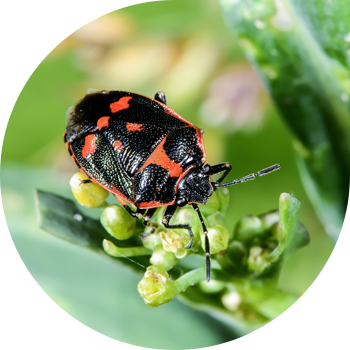 Rapeseed bug