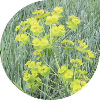 Milkweed ვაზის (Waldstein)