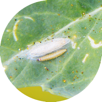 კომბოსტო moth