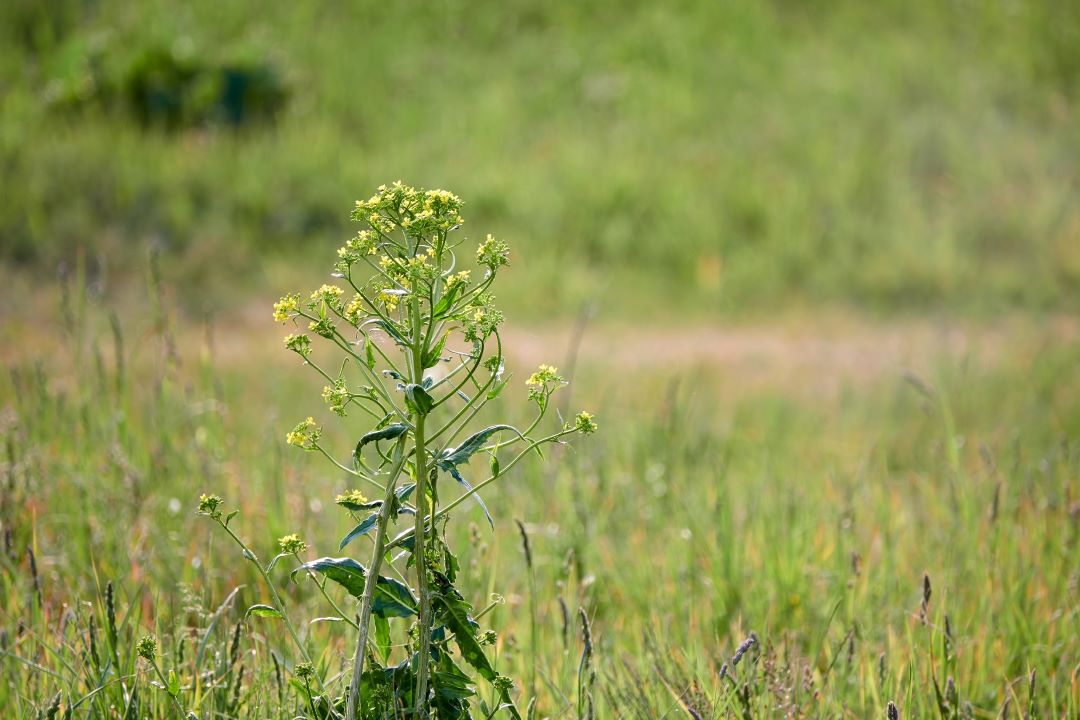 Neslia paniculata, მრგვალი თავით პანიკულატი