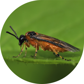 Rapeseed sawfly
