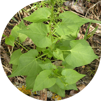 Bindweed წიწიბურა