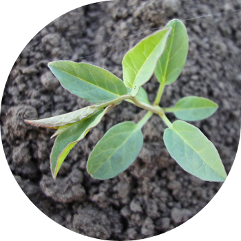საველე bindweed (არყის)