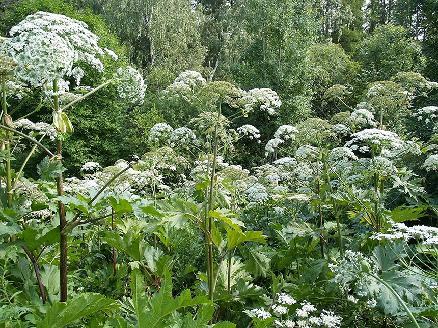 როგორ overgrow hogweed foci ერთად მარცვლეულის ბალახები: ექსპერტები "აგვისტო" განუცხადა შედეგების ექსპერიმენტი