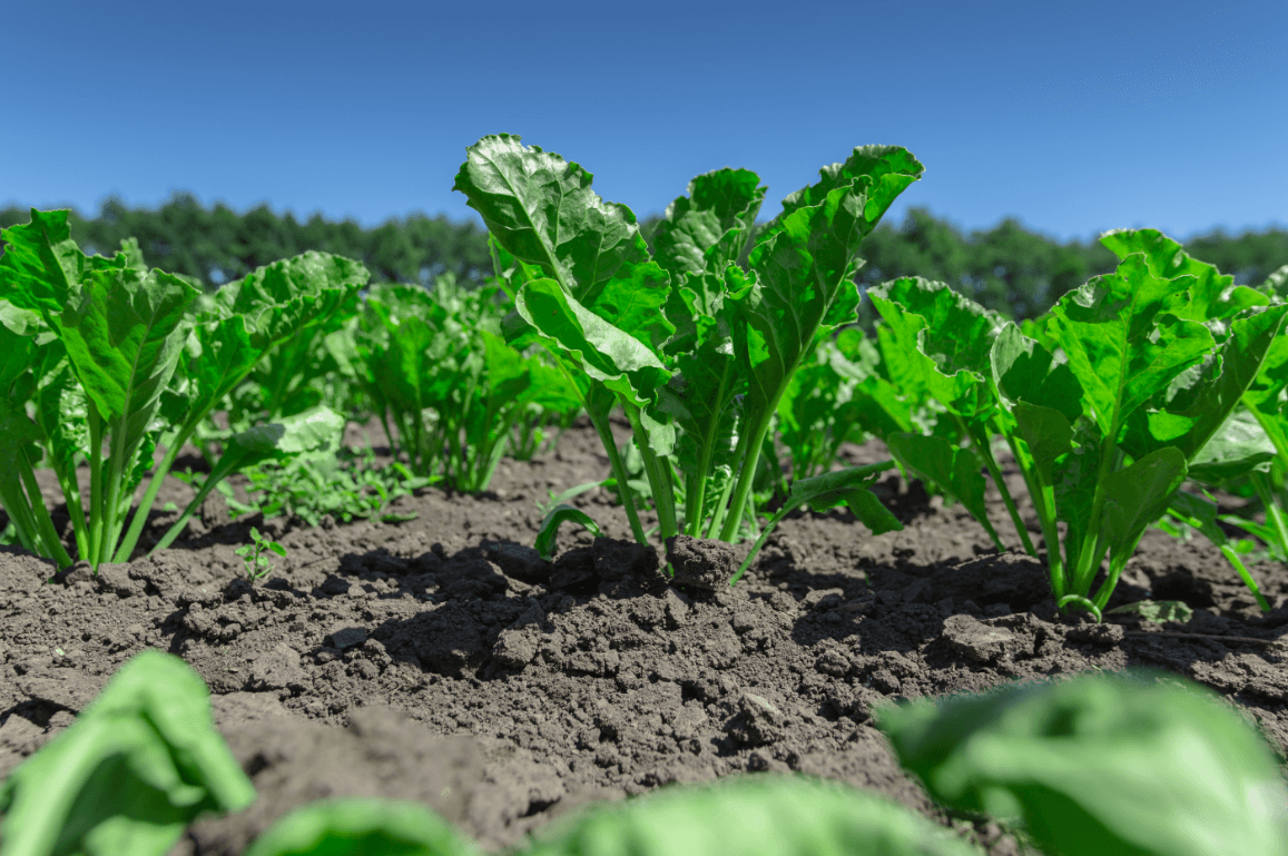 გაფართოებული კამერა კუთხე რეგისტრაცია!