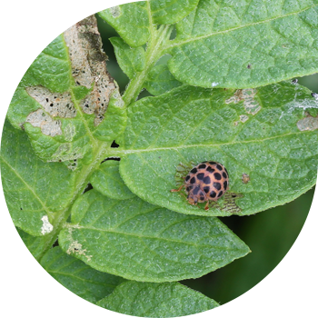 28-მყივანი კარტოფილის ladybug