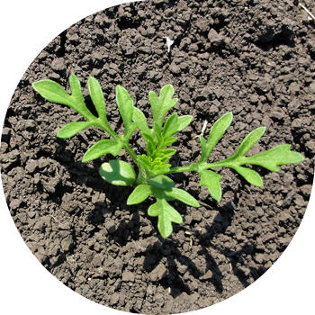Ragweed wormwood