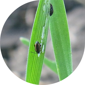 Fleas (ზოლიანი პური რწყილი, დიდი ღეროვანი რწყილი, საერთო ღეროვანი რწყილი)